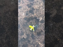 Safe Bumble Bee Fireworks , Mandarin Toy Story Fireworks CECE Certified